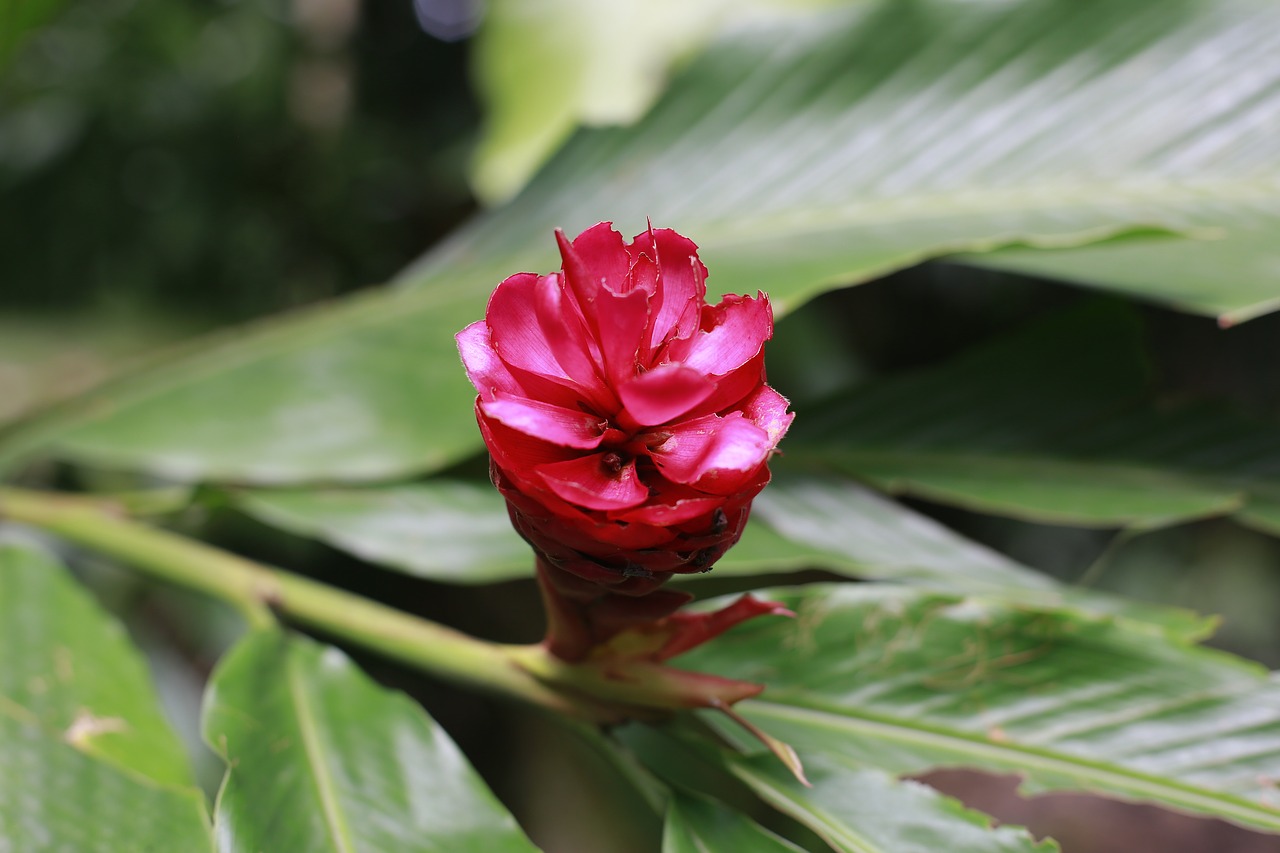 flower garden pretty free photo