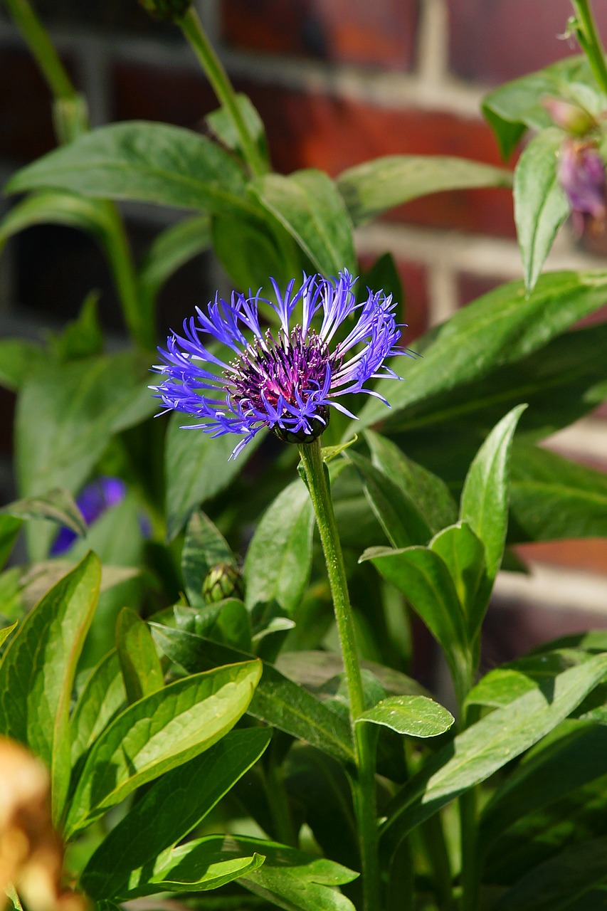 flower garden blue free photo