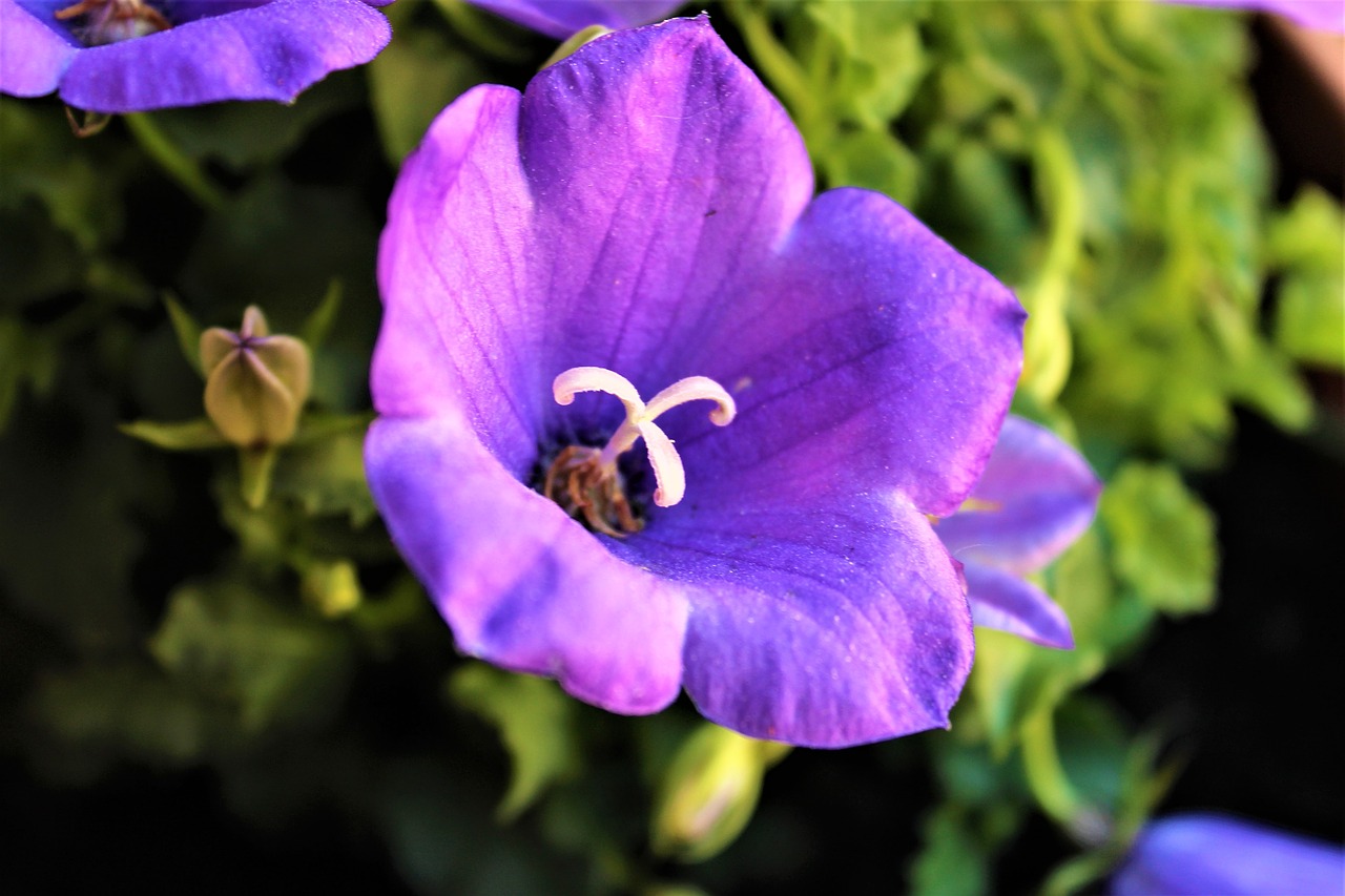 flower violet nature free photo