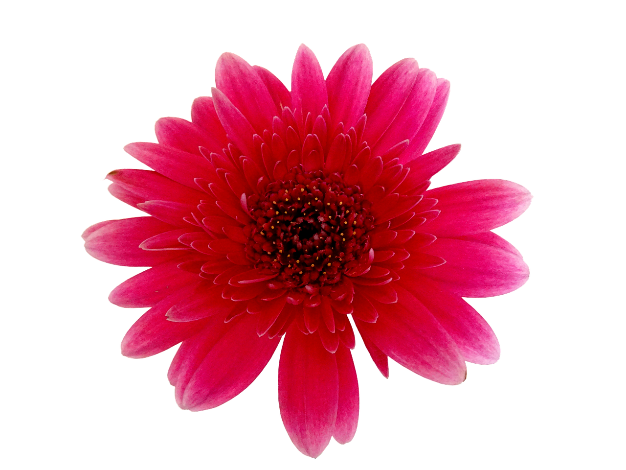 flower isolated transparent free photo