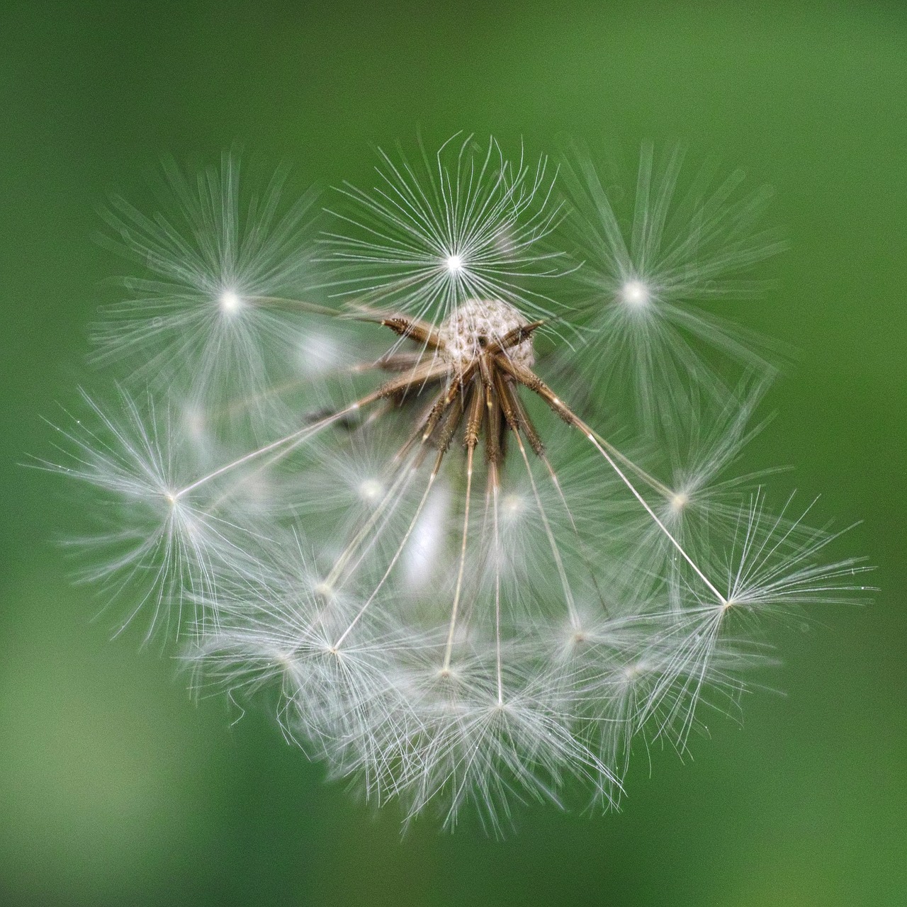 flower plant dandelion free photo