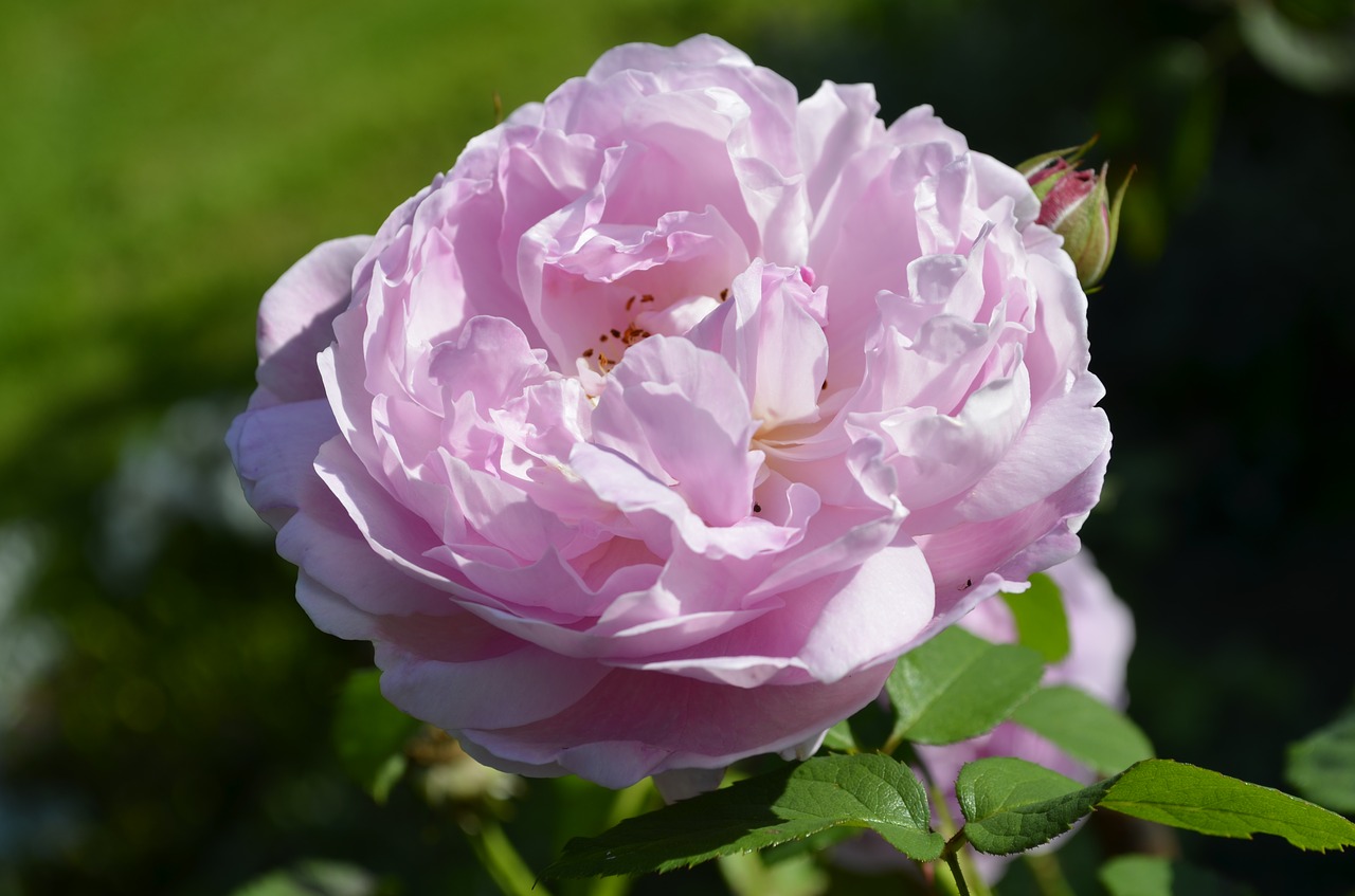 flower rose pink free photo