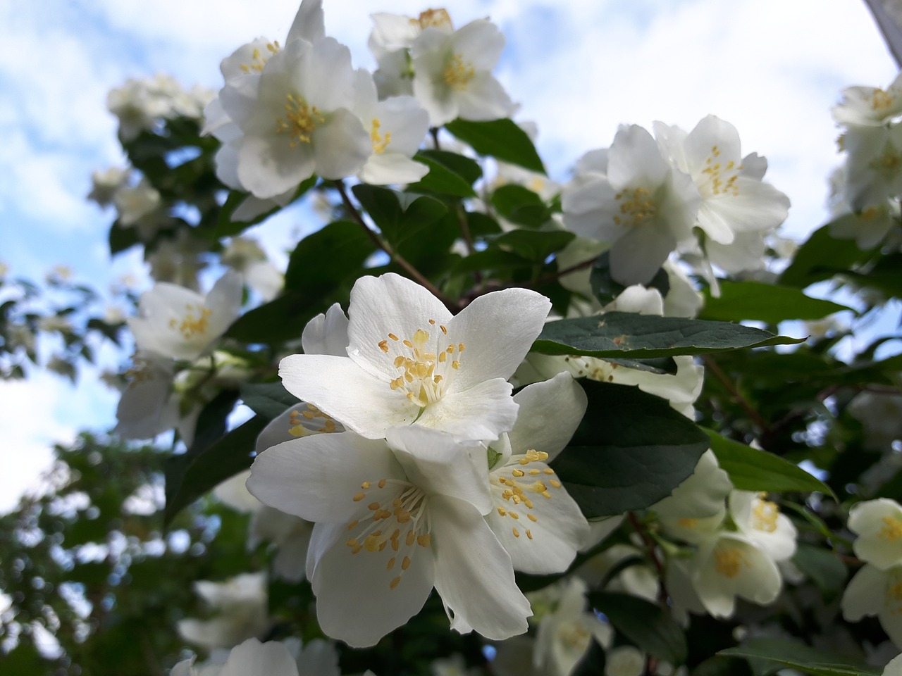 flower leaves tree free photo