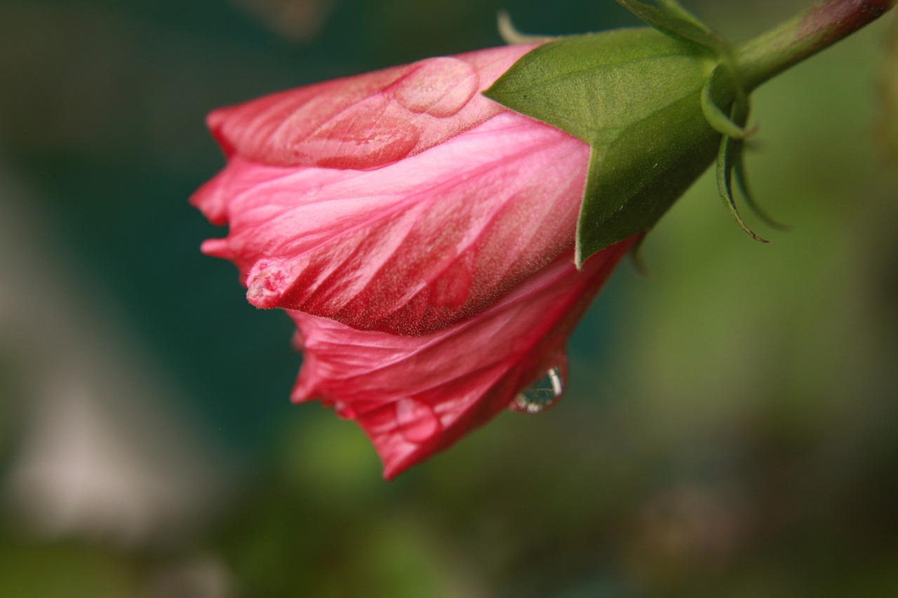 flower bud water free photo