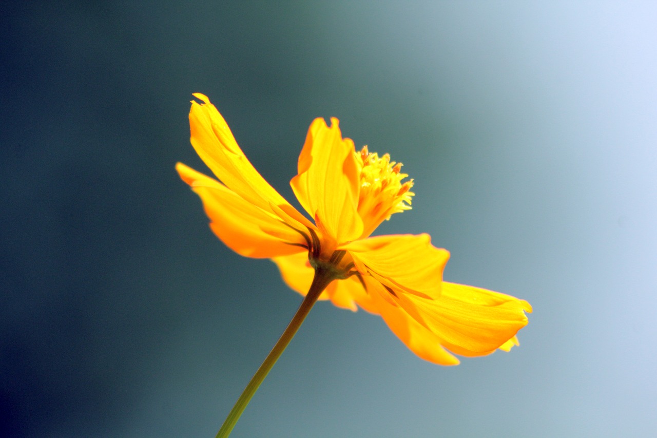 flower yellow cloudy free photo