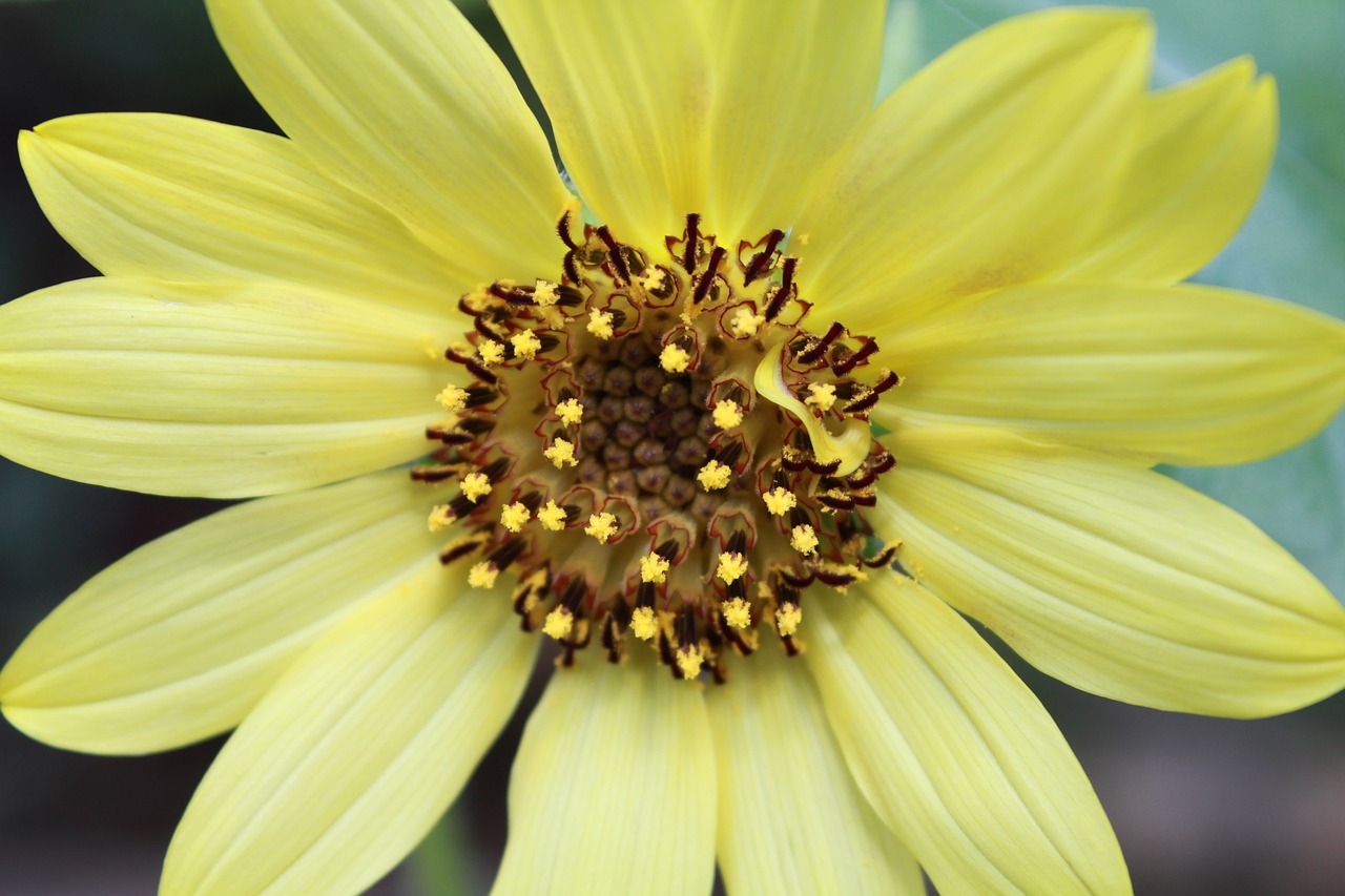 flower yellow close up free photo