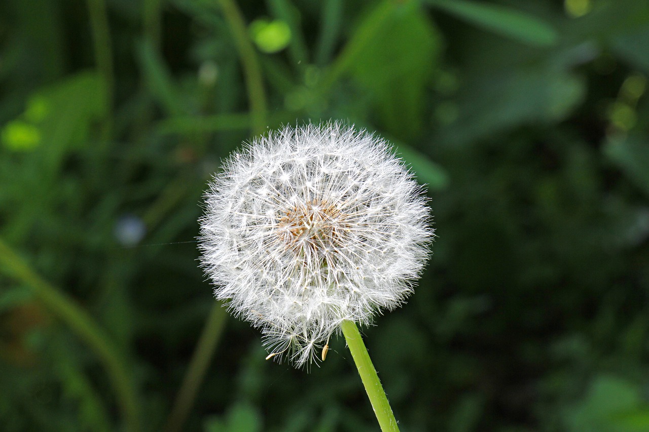 flower seed dandelion free photo