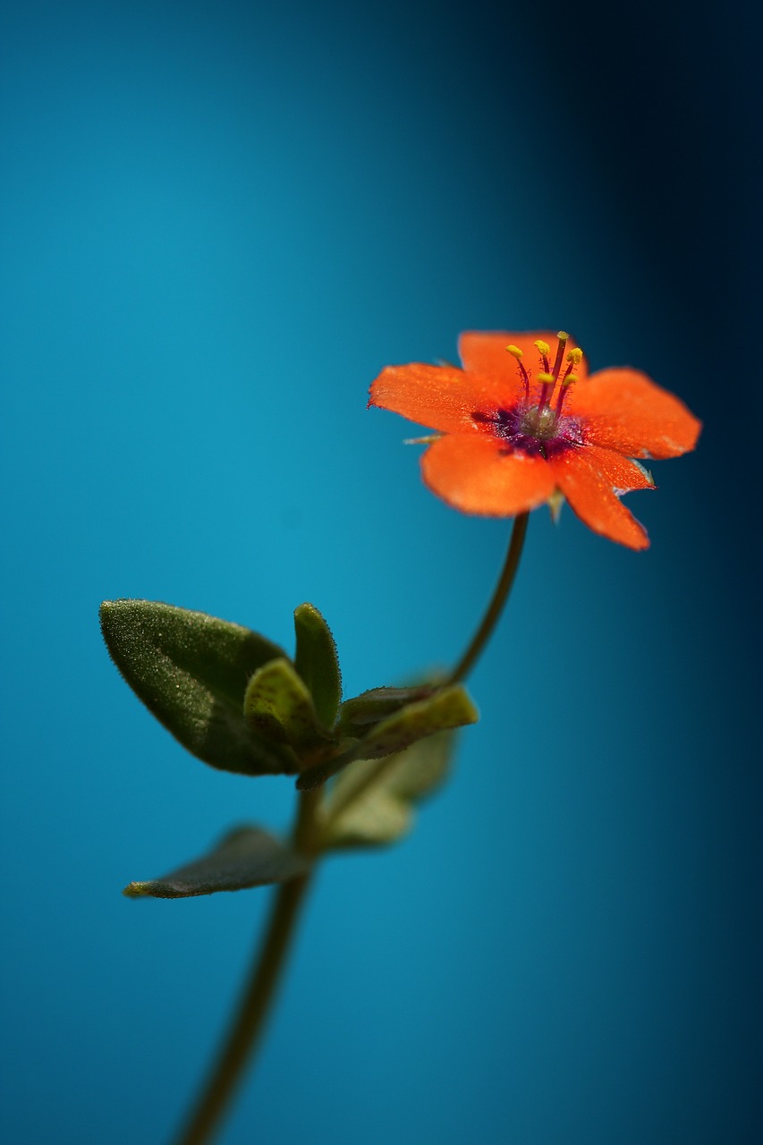 flower blue red free photo