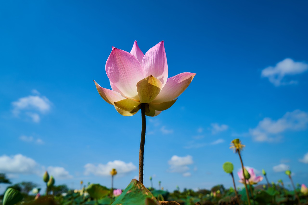 flower pink lotus free photo