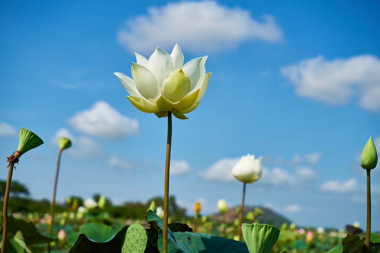 flower white lotus free photo