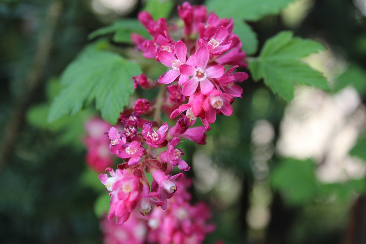 flower nature pink free photo