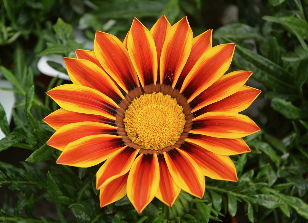 flower marguerite orange free photo