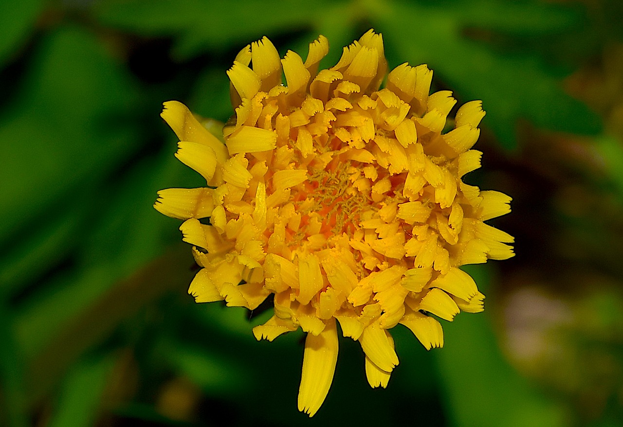 flower yellow nature free photo