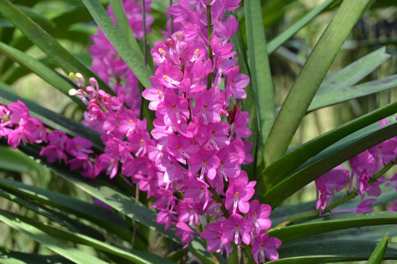 flower purple purple flower free photo