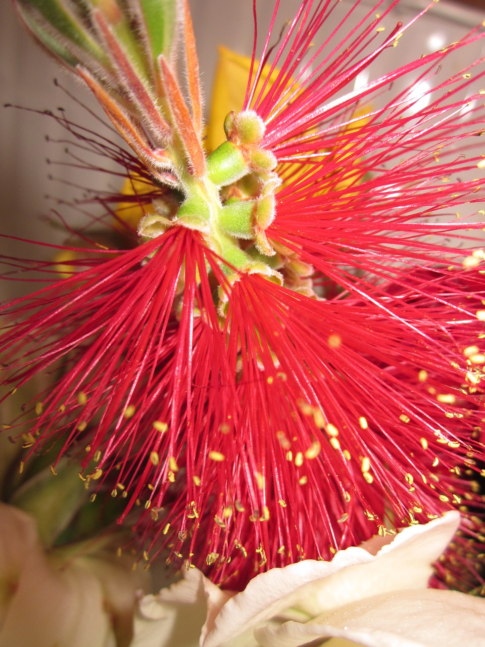 flower red decoration free photo