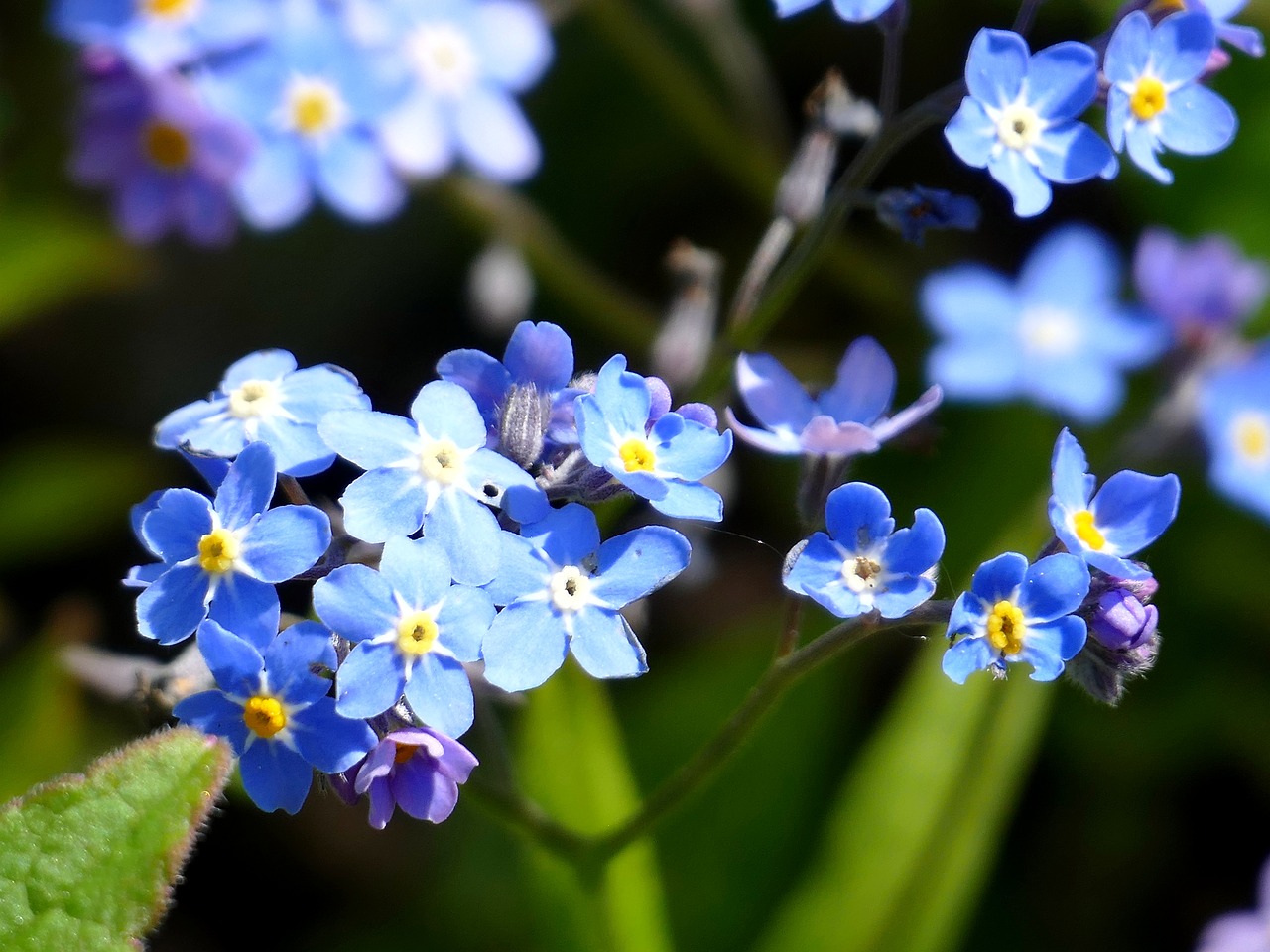 flower blue blossom free photo