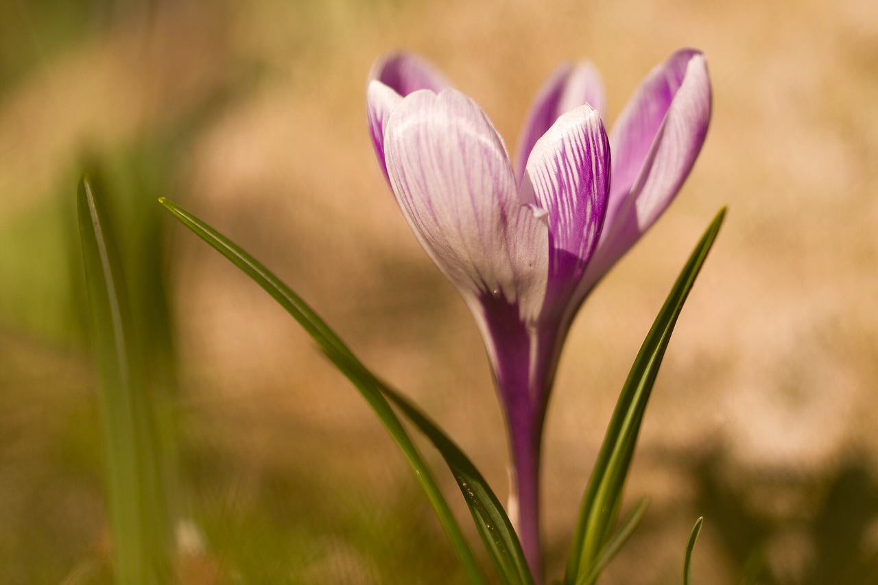 flower crocus spring flower free photo