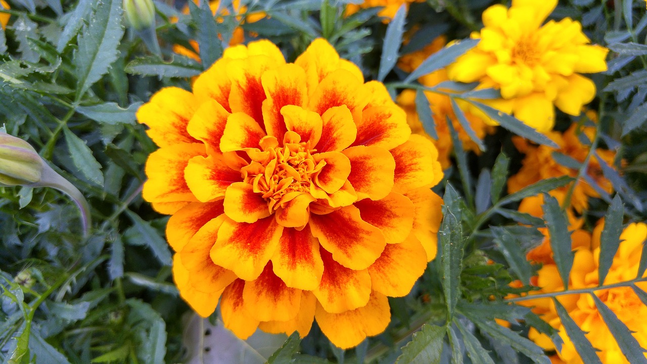 flower yellow orange free photo