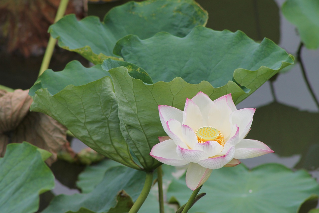 flower water lily nature free photo