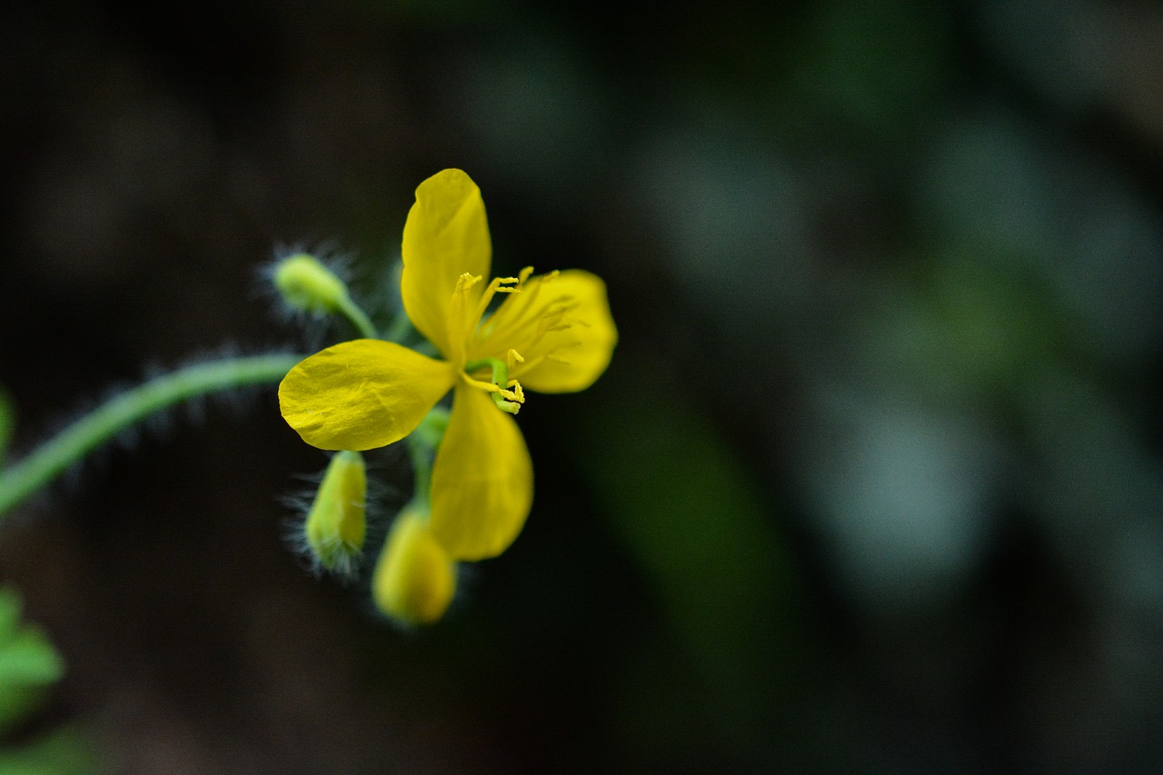 flower yellow macro free photo