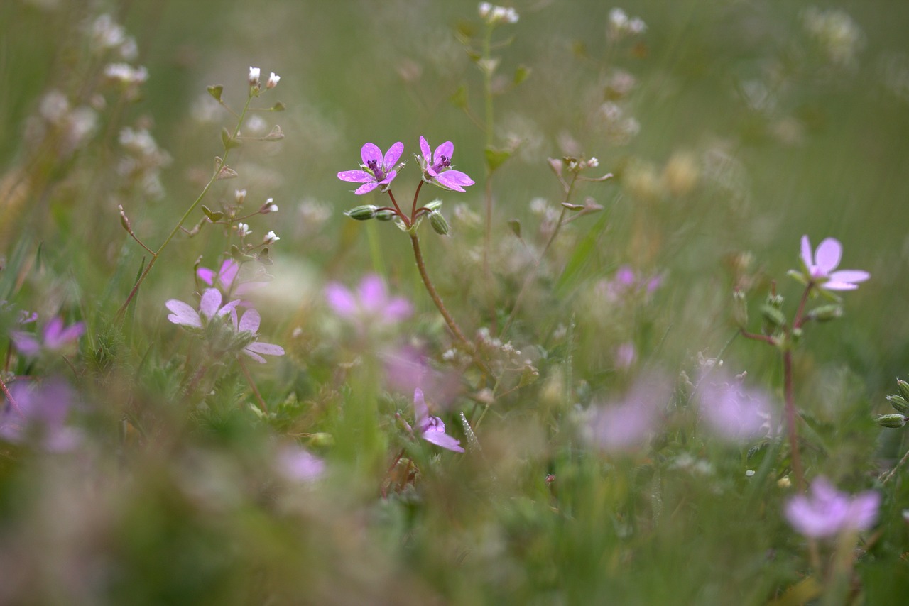 flower camp violet free photo