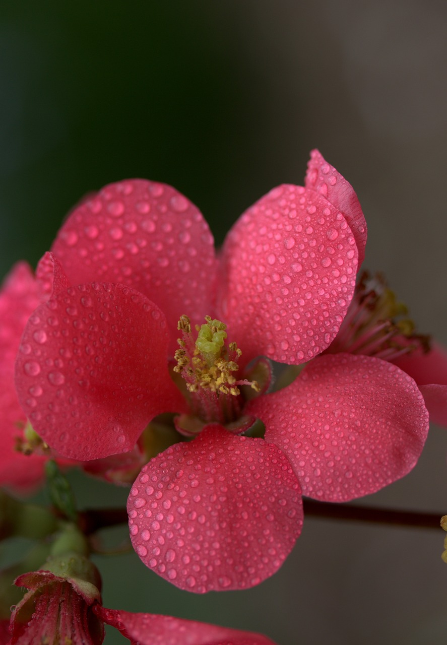 flower pink peach free photo