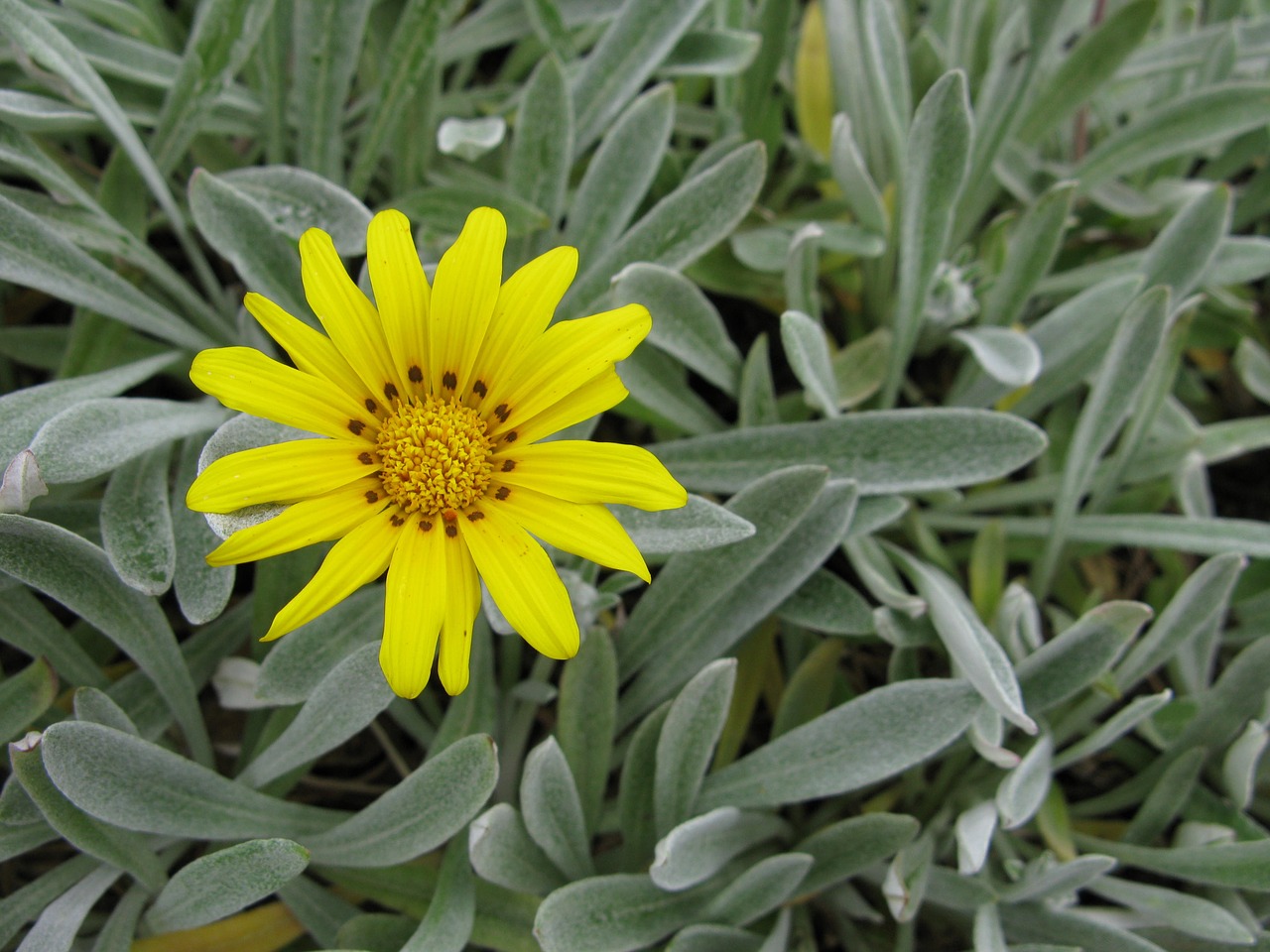 flower yellow flower plant free photo