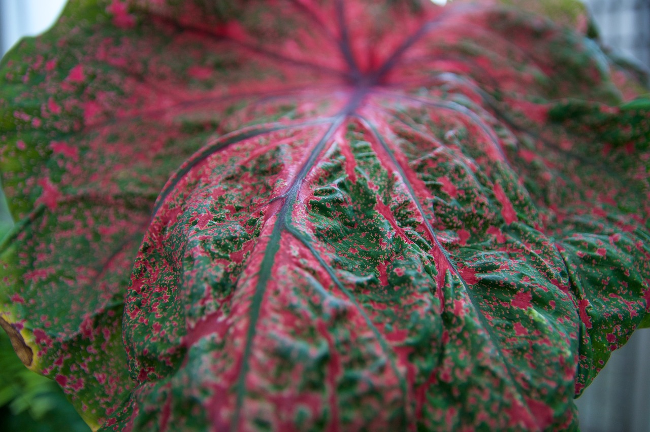 flower leaf leaves free photo