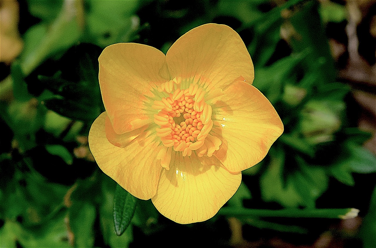 flower yellow butter cup free photo