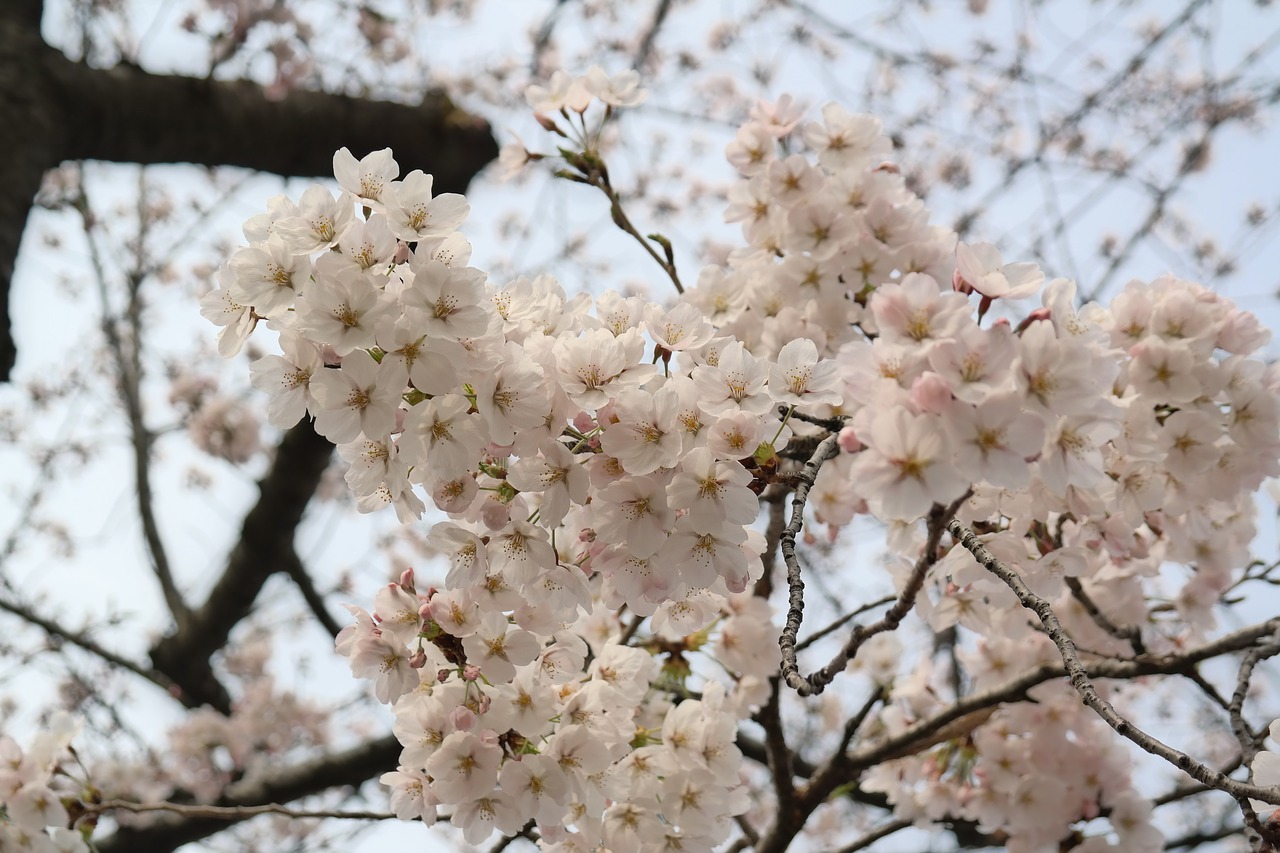 flower spring tree free photo