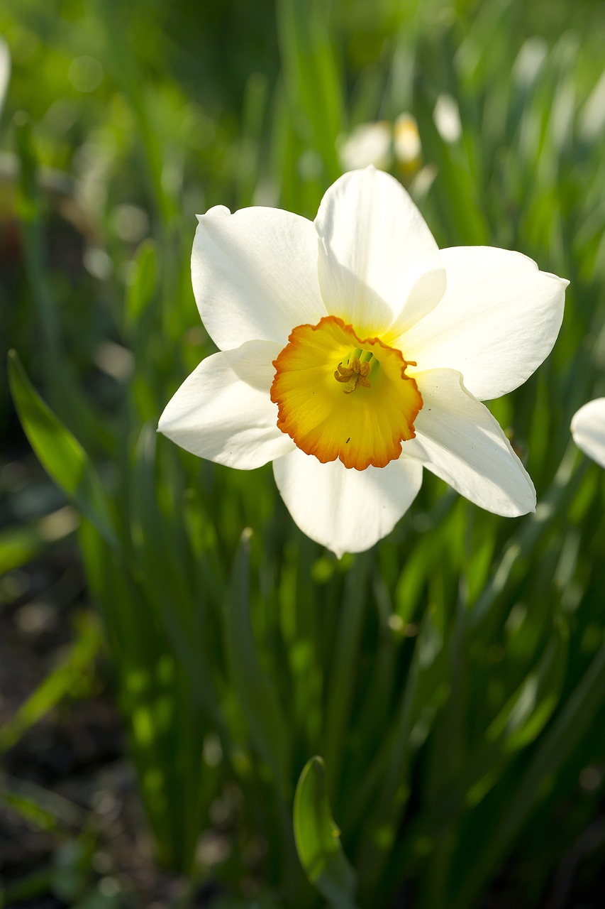 flower narcissus white free photo