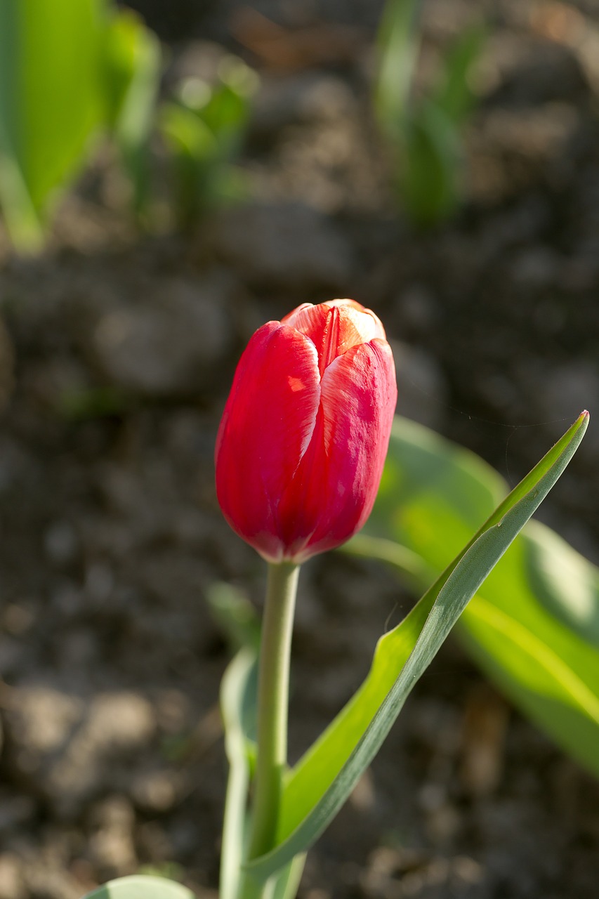 flower tulip red free photo