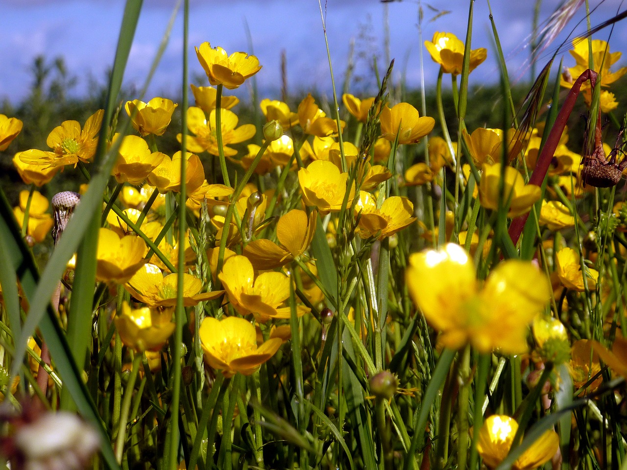 flower spring nature free photo