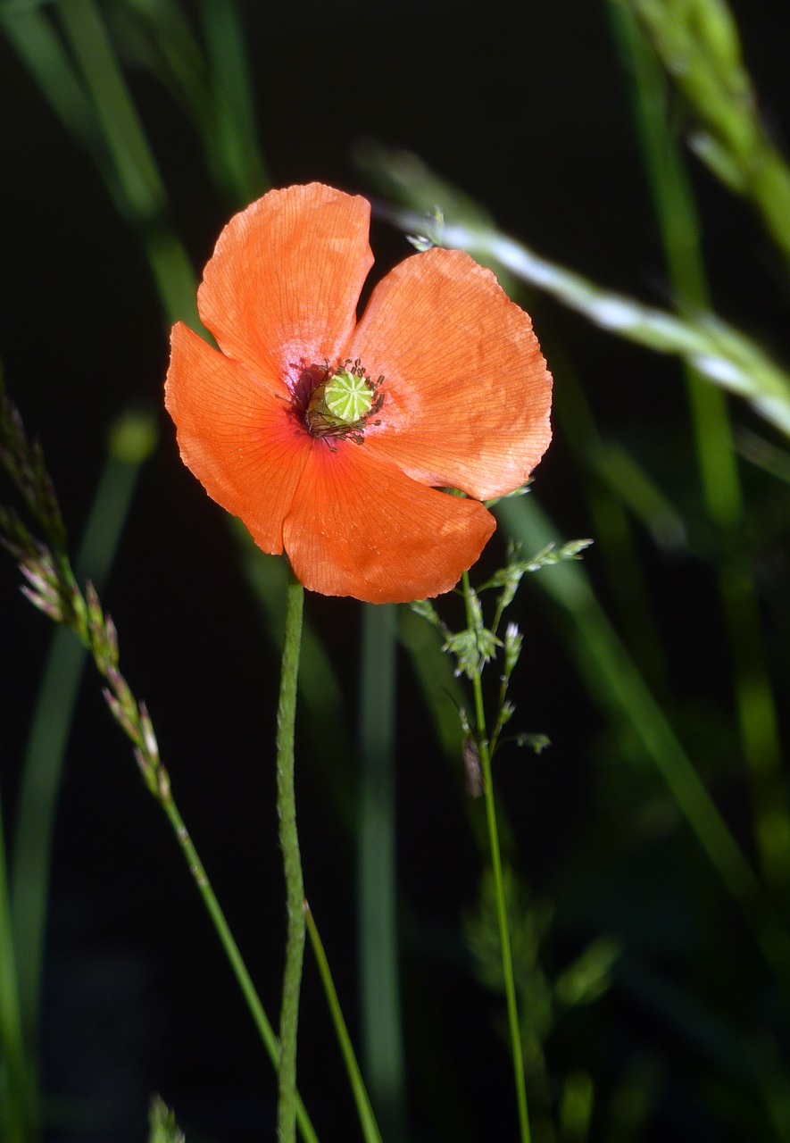 flower poppy nature free photo