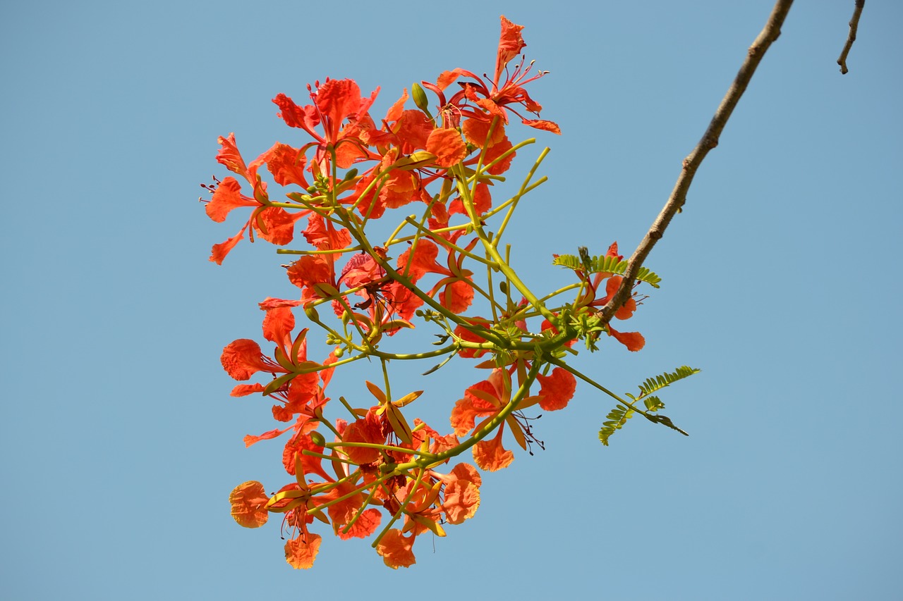 flower red flower flowers free photo