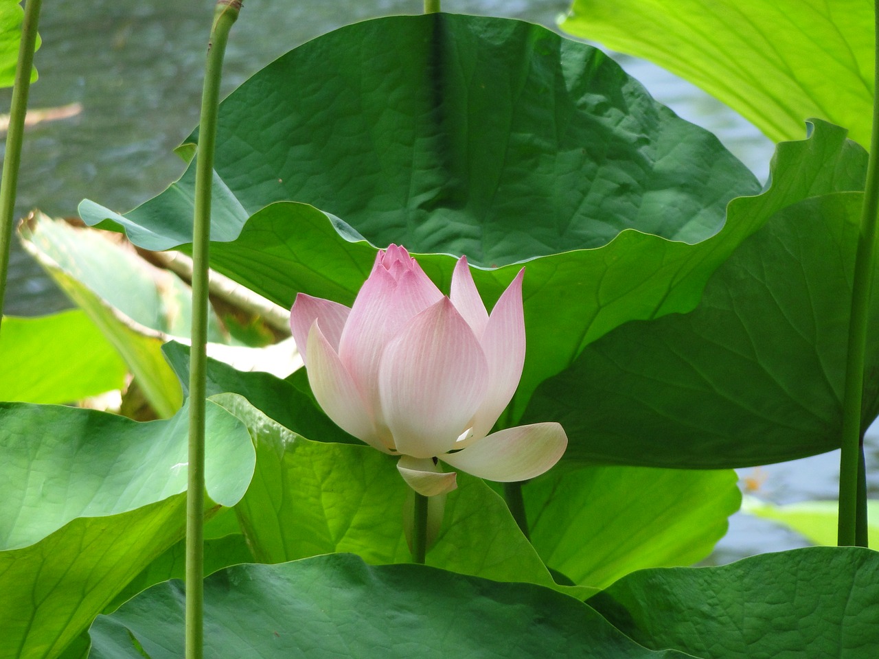 flower lilly lotus free photo