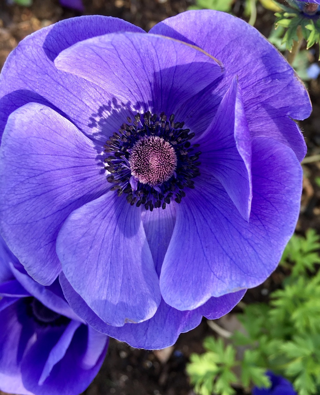 flower plant anemone free photo