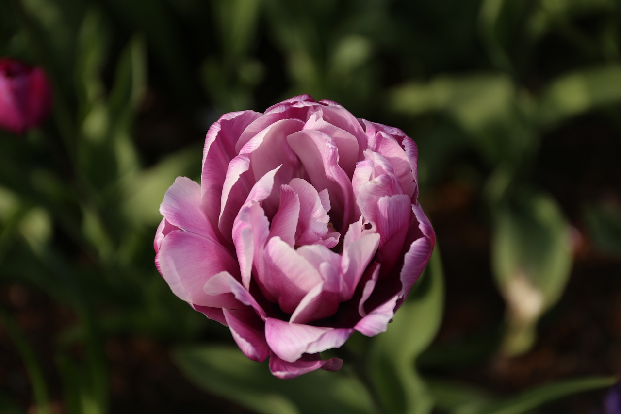 flower tulip flowers free photo