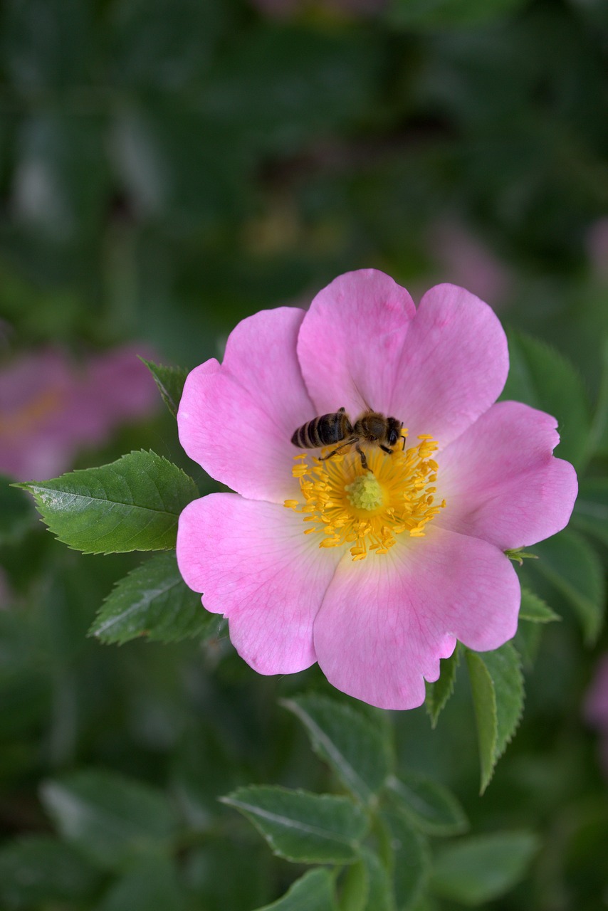 flower dog rose bee free photo