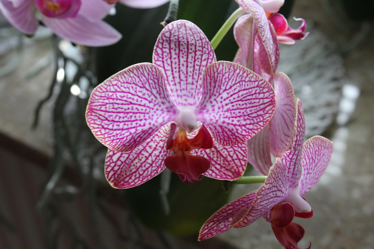 flower orchid plant free photo