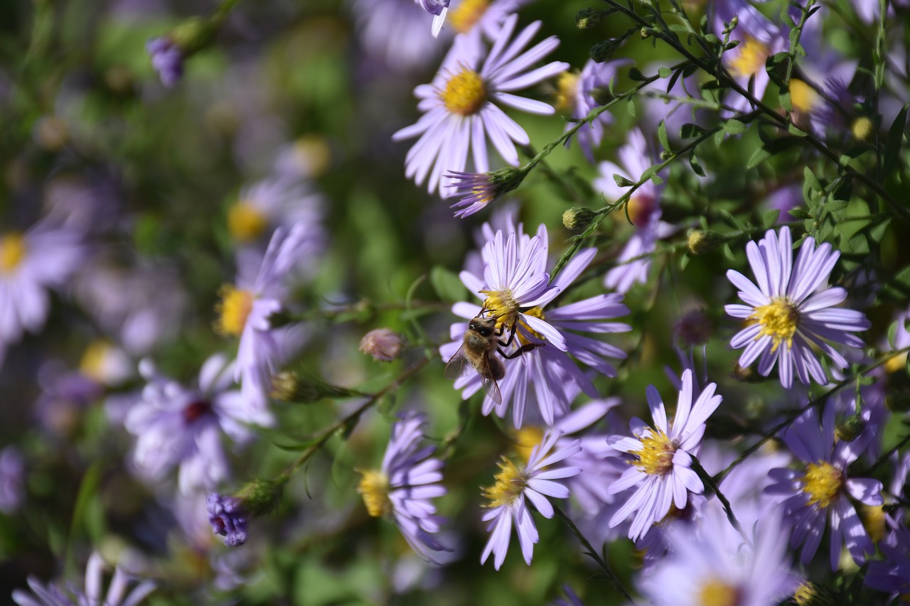 flower bee blossom free photo