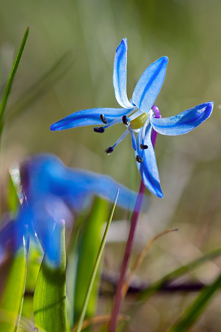 flower nature blue free photo