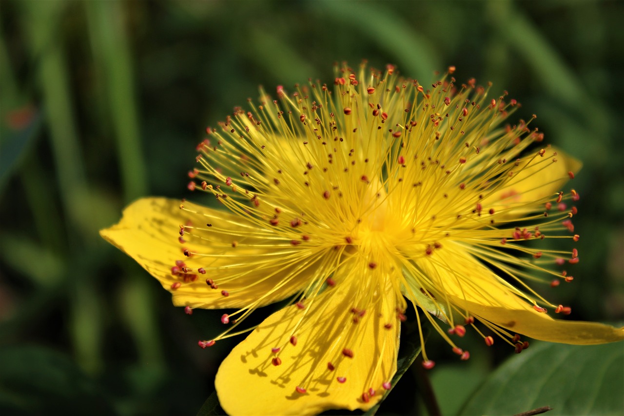 flower yellow nature free photo