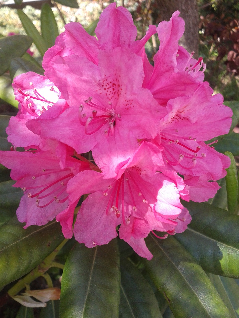 flower pink closeup free photo