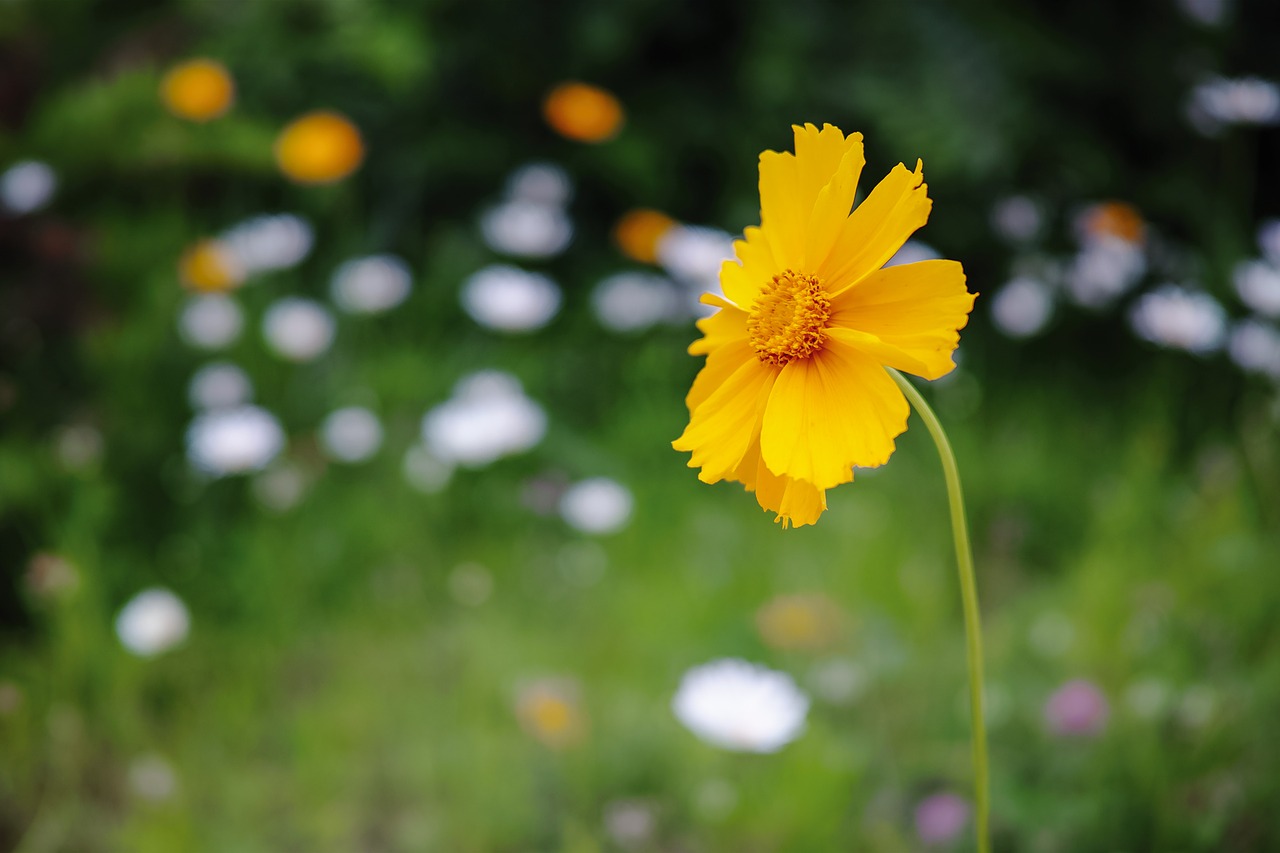 flower yellow scenery free photo