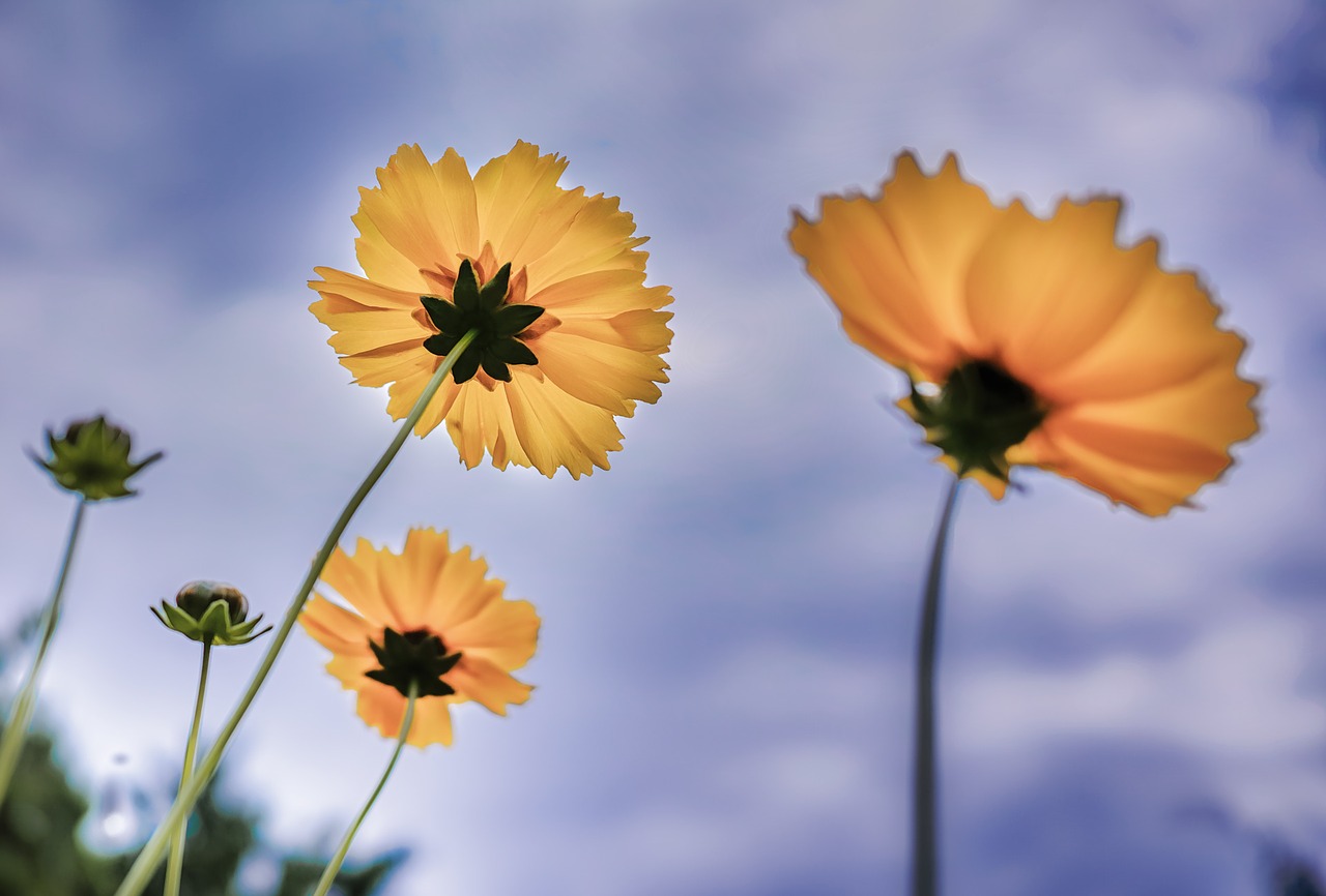 flower yellow scenery free photo