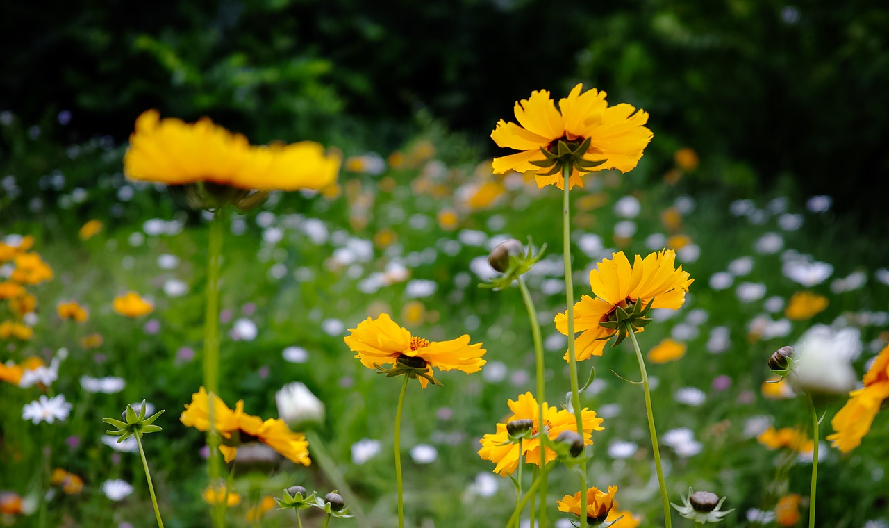 flower yellow scenery free photo