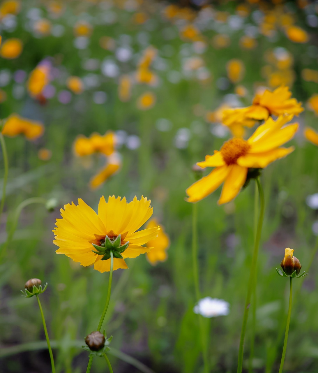 flower yellow scenery free photo