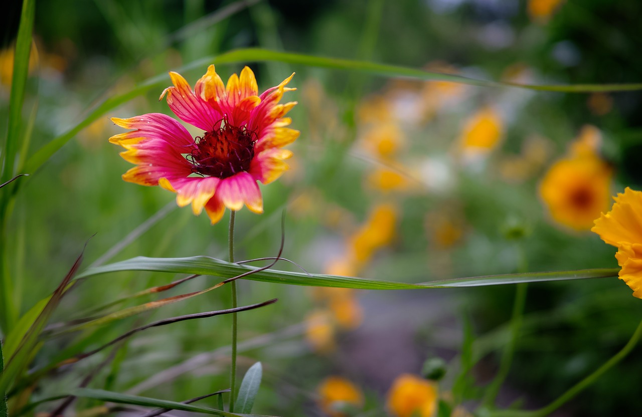 flower yellow scenery free photo