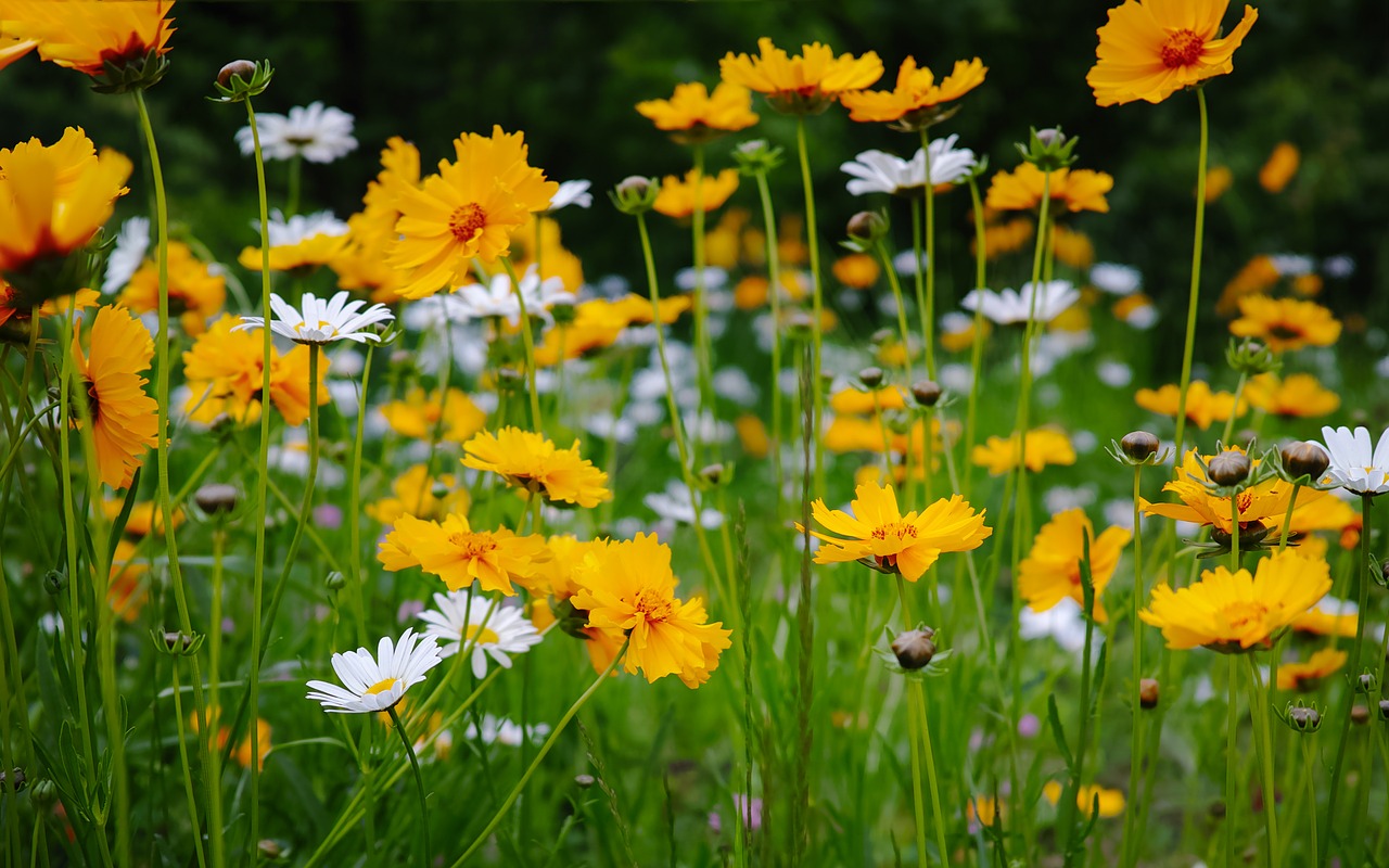 flower yellow scenery free photo